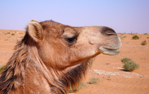 April: Kamel (Libyen)