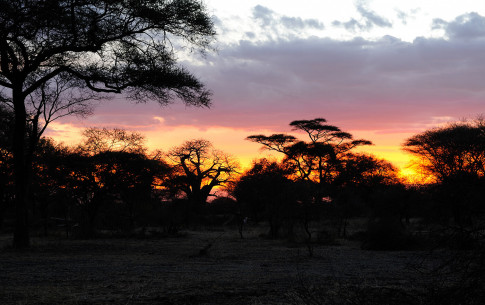 Dezember: African Sunset (Tarangire National Park)