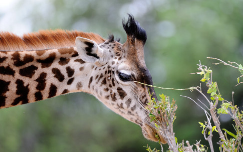Oktober: Giraffe (Lake Manyara National Park)