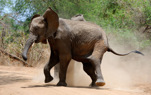 September: Elefantenstreit (Tarangire National Park)