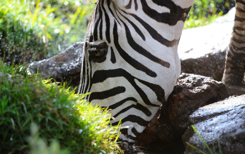 März: Zebra (Ngorongoro Park)