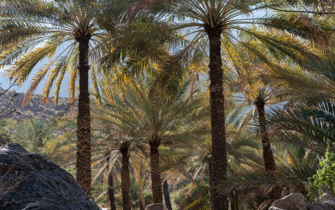 Februar: Palmenhain bei Al Feeq