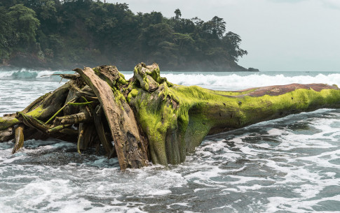 Februar: Abgestorbener Baum im Meer bei St. Catarina