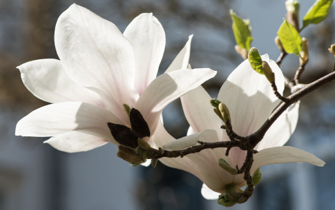 März: Magnolie, Magnolia