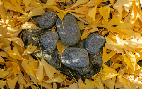 Oktober: Ginkgolaub mit Steinen