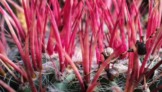 Juni: Kaktus in den Jardines de la Marquesa, Gran Canaria