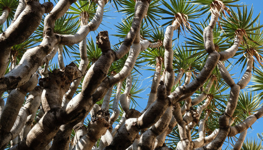 November: Drachenbaum in Galdar, Gran Canaria